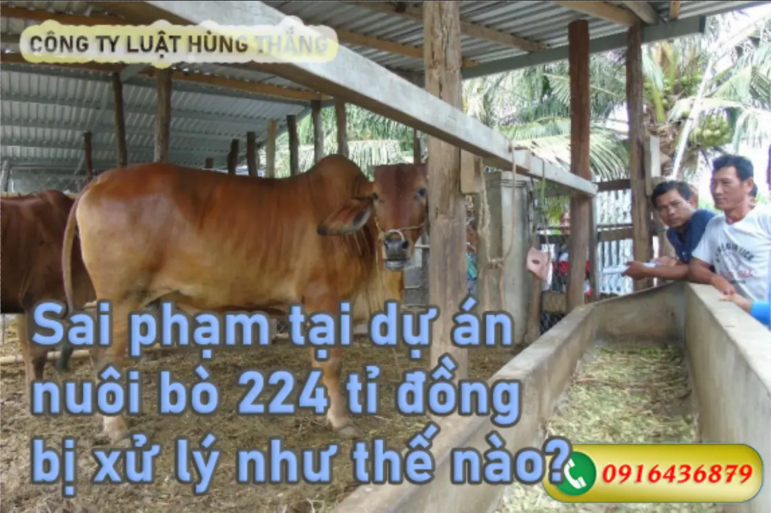 Xử lý sai phạm tại dự án nuôi bò 224 tỉ đồng