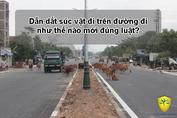 Dẫn dắt súc vật đi trên đường đi như thế nào mới đúng luật?
