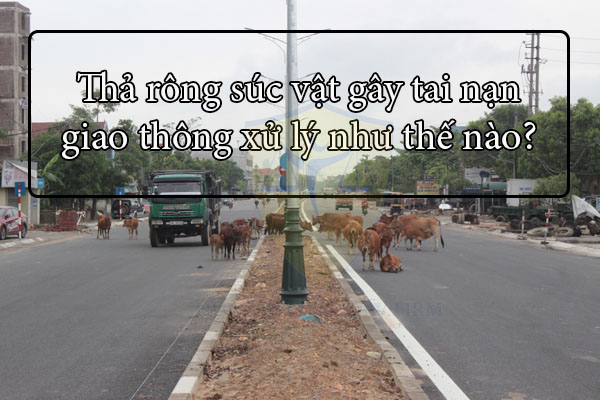 Thả rông súc vật gây tai nạn giao thông xử lý như thế nào?